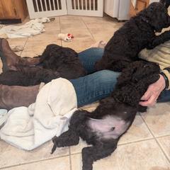 Irish Water Spaniel and Manchester Terrier Puppies from Coltsfoot
