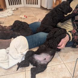 Irish Water Spaniel and Manchester Terrier Puppies from Coltsfoot
