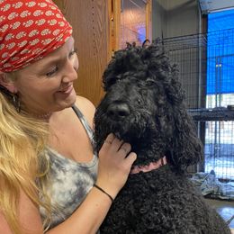 Luna - Poodle
