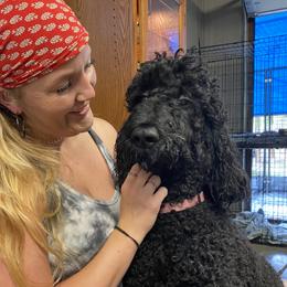 Luna - Poodle