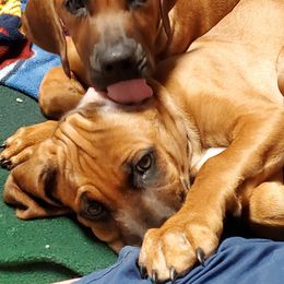 Rhodesian Ridgeback Puppies from Amy's Rhodesian Ridgebacks
