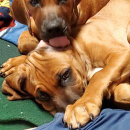 Rhodesian Ridgeback Puppies from Amy's Rhodesian Ridgebacks