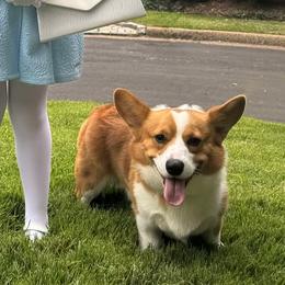 Pembroke Welsh Corgis from Arkansas Corgis