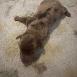 Girl 1 - Dapple female Dachshund puppy in Brandon, Florida from Knights Dachshunds