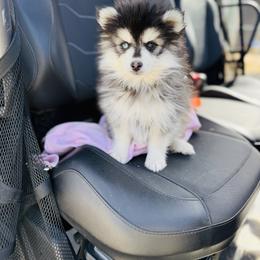Roger - Black and white male Pomsky puppy in Yavapai County, Arizona from Pawsh Pomskies