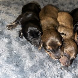 Dachshund puppies from Barks & Wiggles Dachshunds