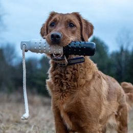 Golden Retrievers from Moose Goldens
