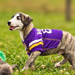 Male 2 - Fawn brindle male Whippet puppy in Chatfield, Minnesota from Devlynn Whippets