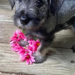 Miniature Schnauzers from Angie’s mini schnauzers