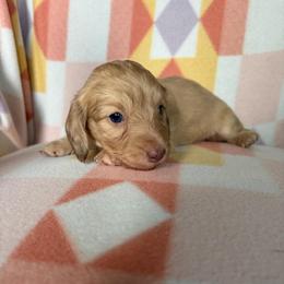 Bailey - Cream female Dachshund puppy in Temple, Texas from Brit’s Doxie Crossing