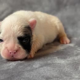 Panda - Black and white female French Bulldog puppy in Battle Ground, Washington from Ferguson's Bulldogs