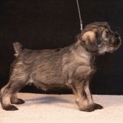 Green - Pepper and salt female Standard Schnauzer puppy in Pismo Beach, California from Amandus Standard Schnauzers