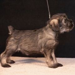 Green - Pepper and salt female Standard Schnauzer puppy in Pismo Beach, California from Amandus Standard Schnauzers