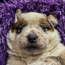 Australian Cattle Dog Puppies from Straight Arrow Australian Cattle Dogs