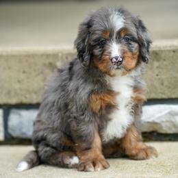 Clyde - Merle male Bernedoodle puppy in Dundee, Ohio from Down Home Doodle