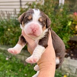 Henna - Brown and white female Bernedoodle puppy in Midland, Michigan from Northern Charm Farm