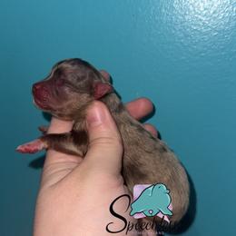 Mirabel - Chocolate merle female Pomeranian puppy in Perry County, Ohio from Speechless Pom’s