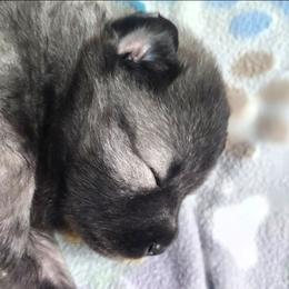 Sebastion - Wolfgray and black male Keeshond puppy in Logan, Ohio from Hocking Hills Keeshonds