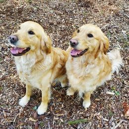 Golden Retrievers and Labrador Retrievers from Summit Assistance Dogs