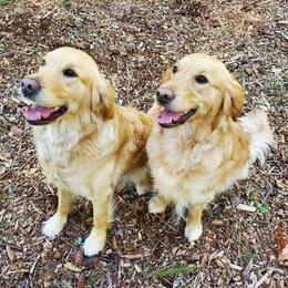 Golden Retrievers and Labrador Retrievers from Summit Assistance Dogs