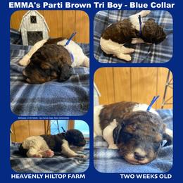 Brown Tri phantom Grizzle - Blue collar boy - Phantom male Poodle puppy in Charlo, Montana from Heavenly Hilltop Farm