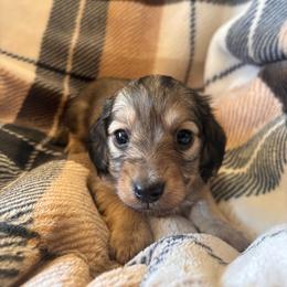 Boy 1 - Cream male Dachshund puppy in Cottonwood, Arizona from JuniperWood Dachshunds