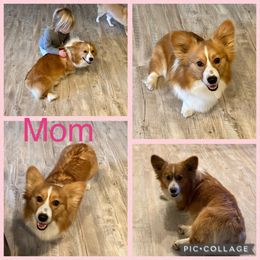 Pembroke Welsh Corgi Puppies from Morgan Corgis