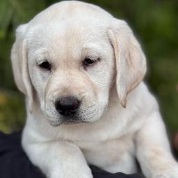 Winter - Yellow female Labrador Retriever puppy in Lake Hughes, California from Golden Hills Retrievers
