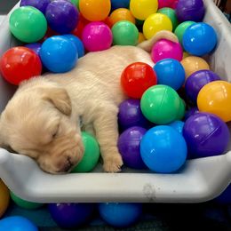 Labrador Retriever Puppies from Joy Luck Labs, LLC