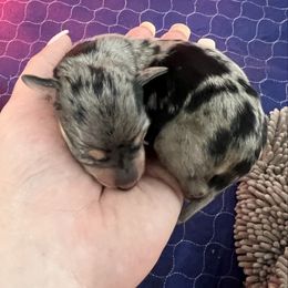 Lucy - Dapple female Dachshund puppy in Miami, Florida from Maitime Dachshund