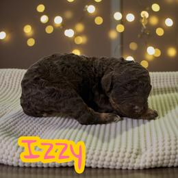 Izzy - Phantom female Poodle puppy in Port Orange, Florida from Daytona’s Standard Poodles