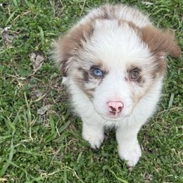 Riot - Red merle male Miniature Australian Shepherd puppy in Gatesville, Texas from Southern Promise Aussie’s