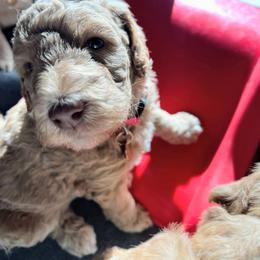 Goldendoodle Puppies from Lundee Doodles