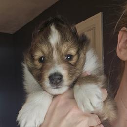 Shetland Sheepdog Puppies from Fawn Lane Shetland Sheepdogs