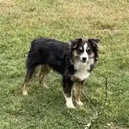 Kiya - Miniature Australian Shepherd