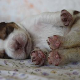 Poppy - Tri-Roan female English Springer Spaniel puppy in Winfield, Tennessee from Murphy Farms and Springers
