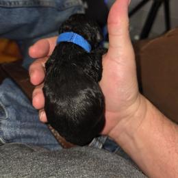 Boy 1 - male Cocker Spaniel puppy in Wake Forest, North Carolina from Classy Cockers of Wake Forest