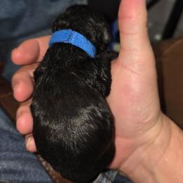 Boy 1 - male Cocker Spaniel puppy in Wake Forest, North Carolina from Classy Cockers of Wake Forest