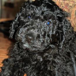 Dark Blue Boy - Assorted Doodle Crosses puppy from Green Acres Newfypoos