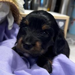 Poppy - Black and tan female Dachshund puppy in Asheboro, North Carolina from With Love From Maggie
