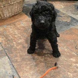 Orange Collar - Black female Poodle puppy in Henagar, Alabama from Windy Oak Kennels