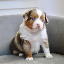 Cai - Red merle male Miniature American Shepherd puppy in Bixby, Oklahoma from Roeboat Aussies