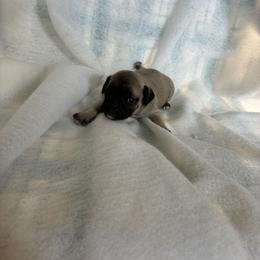 Girl 1 - Fawn female Pug puppy in Brooksville, Florida from Windsorsprings