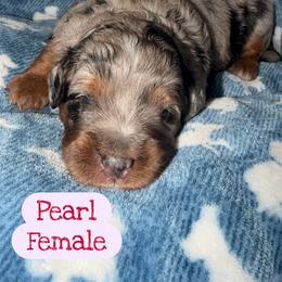 Pearl - Merle female Bernedoodle puppy in Beecher, Illinois from Erica’s Doodles
