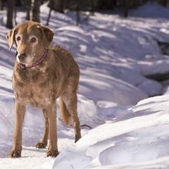 Chesapeake Bay Retrievers from Nuka Bay Chesapeakes