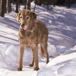 Chesapeake Bay Retrievers from Nuka Bay Chesapeakes