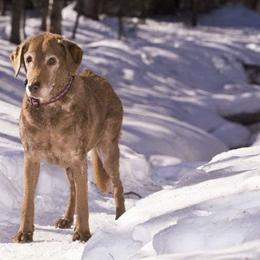 Chesapeake Bay Retrievers from Nuka Bay Chesapeakes