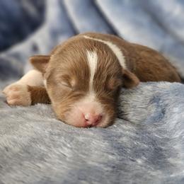 Boy 7 - Red tri-color male Australian Shepherd puppy in Tehachapi, California from Astralvale Aussies