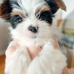 Peanut - Black tan and white male Biewer Terrier puppy in Branford, Connecticut from CT Fuzzy Bugs - Biewer Terriers