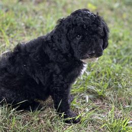 "Black with white ~ Female" Sheepadoodle Puppies from Dogwood Hills